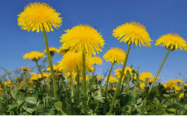 TINTURA MADRE DE DIENTE DE LEÓN