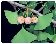 Ginkgo Biloba