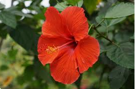 TINTURA MADRE DE FLOR DE JAMAICA