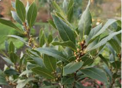TINTURA MADRE DE LAUREL