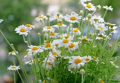 TINTURA MADRE DE MANZANILLA