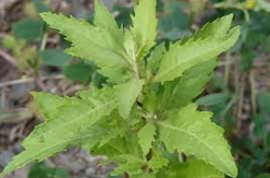 TINTURA MADRE DE PAICO