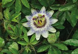 TINTURA MADRE DE PASSIFLORA