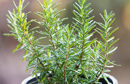 TINTURA MADRE DE ROMERO