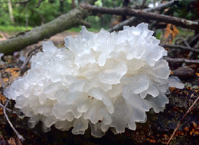 Tremella